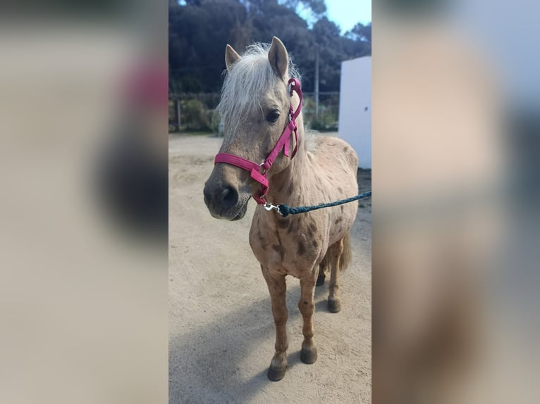 Welsh-B Mix Stallone 12 Anni 127 cm Palomino in Santa Susanna