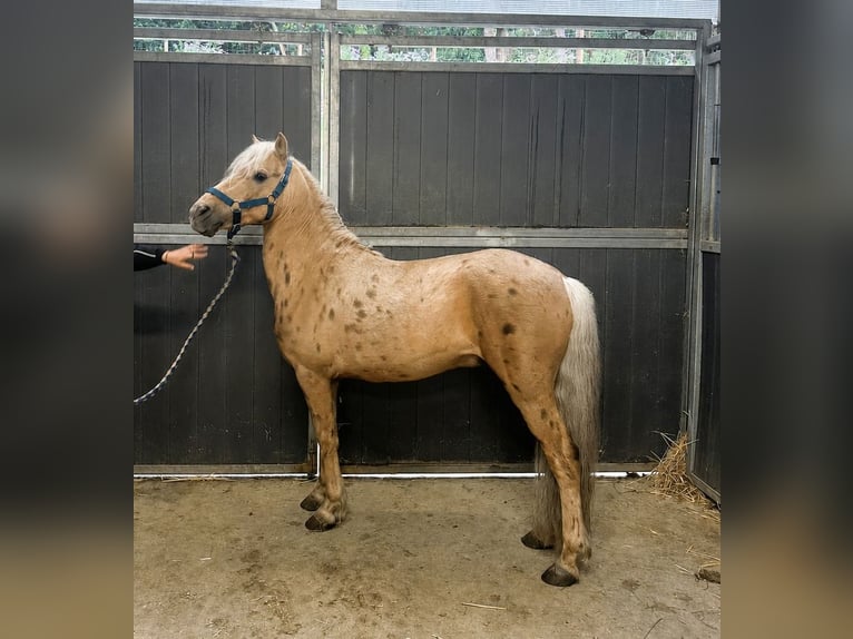 Welsh-B Mix Stallone 12 Anni 127 cm Palomino in Santa Susanna