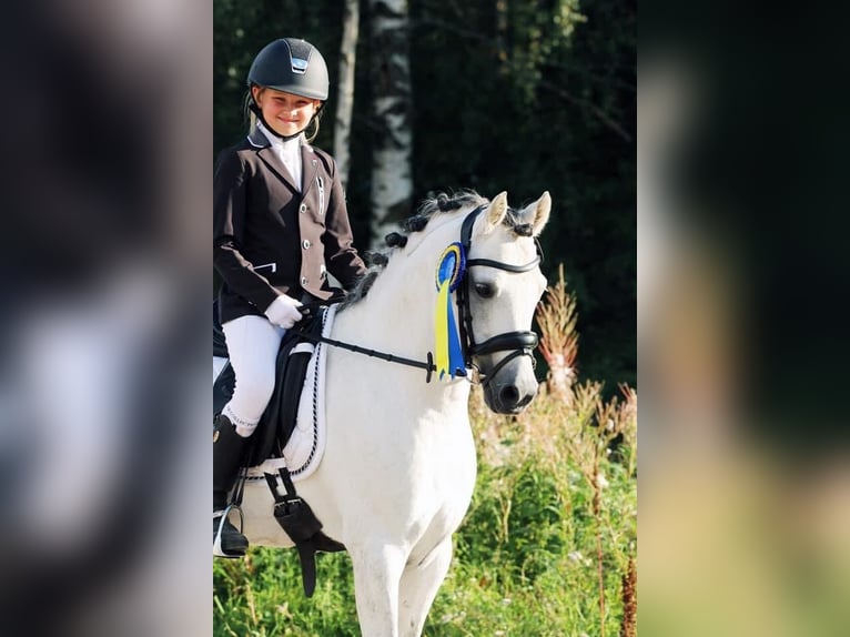 Welsh-B Stallone 13 Anni 130 cm Grigio in Björkvik