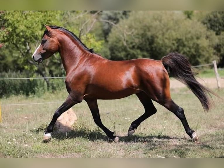Welsh-B Stallone 16 Anni 133 cm Baio in ST ETIENNE DU BOIS