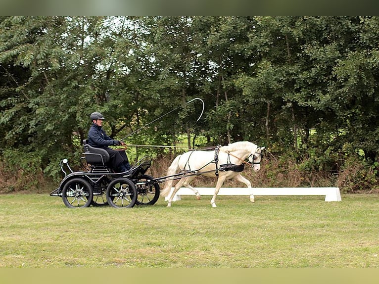 Welsh-B Stallone 1 Anno 132 cm Perlino in Petershagen