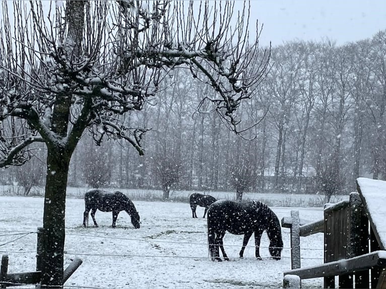 Welsh-B Stallone 1 Anno 135 cm Morello in Oldebroek