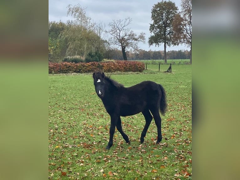 Welsh-B Stallone 1 Anno 135 cm Morello in Oldebroek