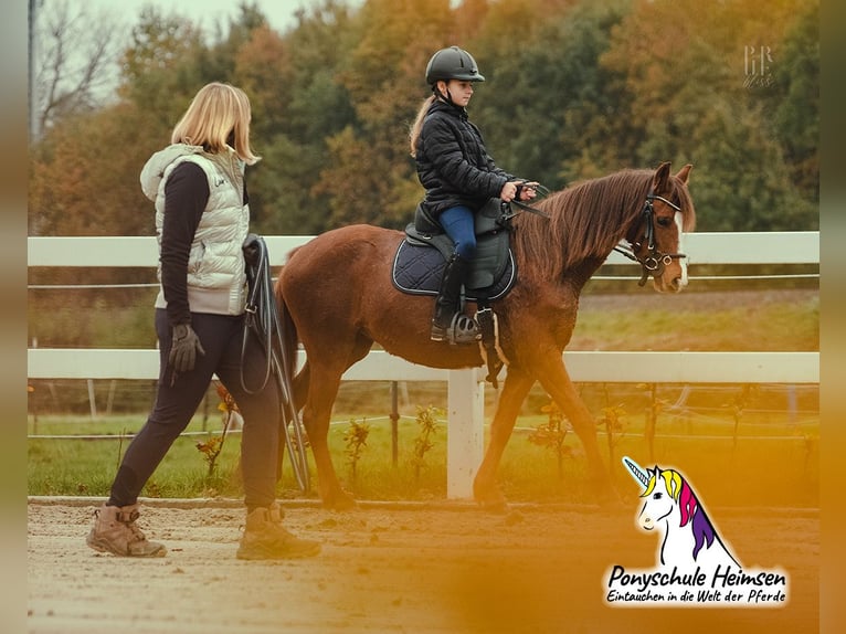 Welsh-B Stallone 1 Anno 135 cm Palomino in Petershagen