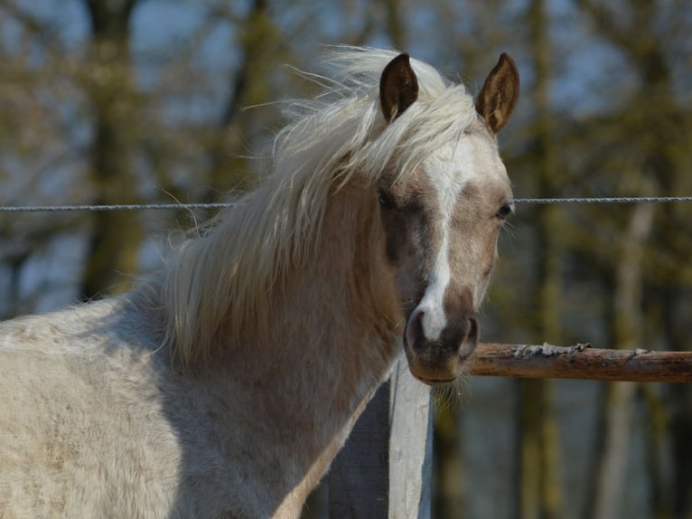 Welsh-B Stallone 1 Anno 137 cm Palomino in Rennertshofen