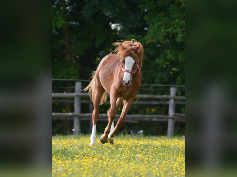 Welsh-B Stallone 1 Anno 137 cm Palomino in Rennertshofen