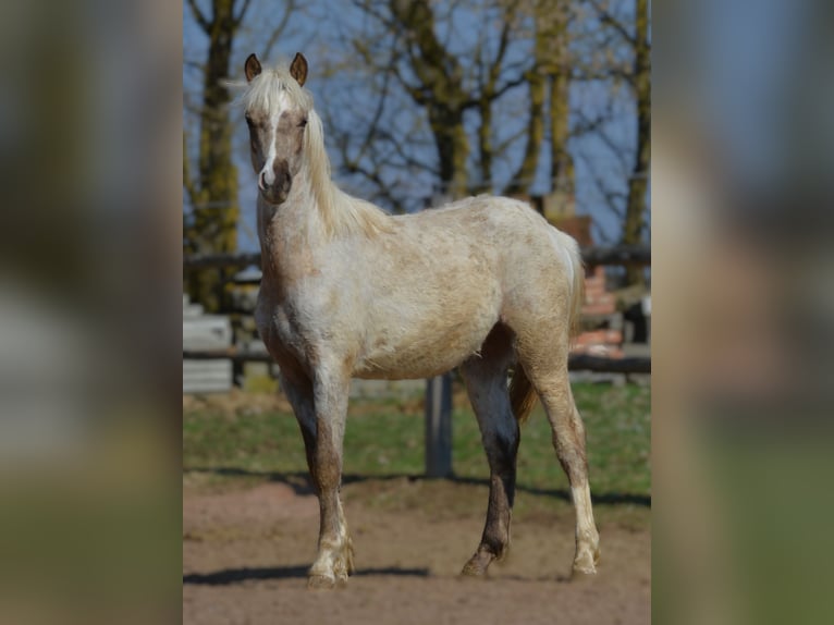 Welsh-B Stallone 1 Anno 137 cm Palomino in Rennertshofen