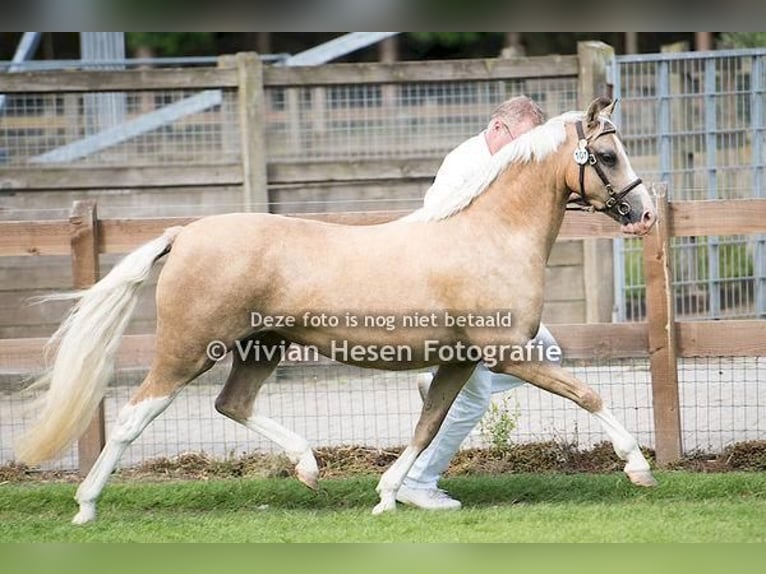 Welsh-B Stallone 1 Anno Sauro in Dalfsen