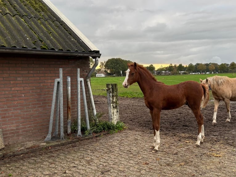 Welsh-B Stallone 1 Anno Sauro in Dalfsen