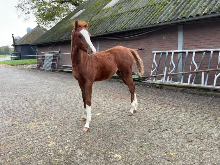 Welsh-B Stallone 1 Anno Sauro in Dalfsen