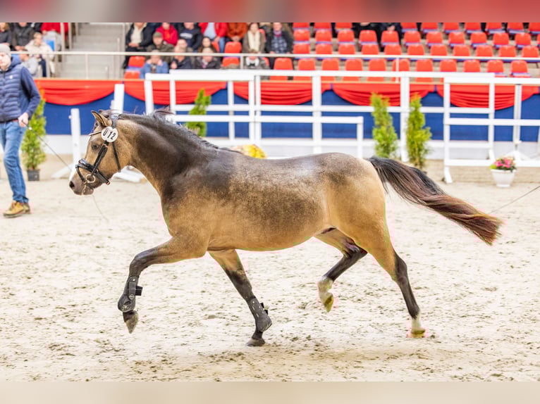 Welsh-B Stallone 2 Anni 128 cm Pelle di daino in WardenburgWardenburg