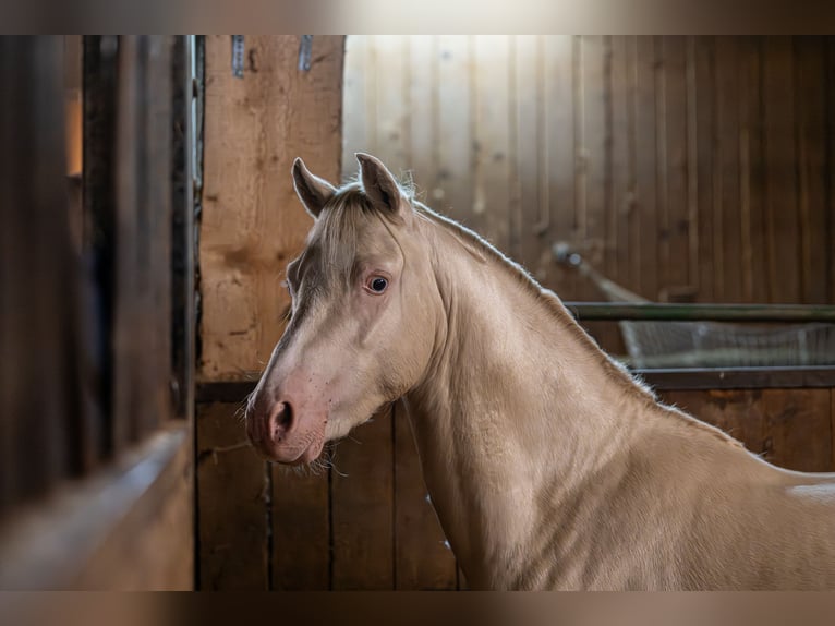 Welsh-B Stallone 2 Anni 130 cm Perlino in Wilnsdorf