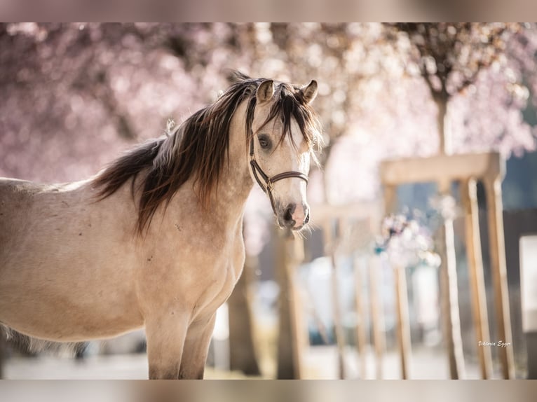 Welsh-B Stallone 2 Anni 133 cm Falbo in Scheffau am Wilden Kaiser
