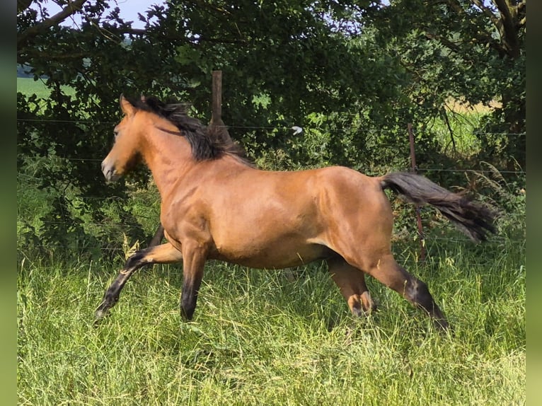 Welsh-B Mix Stallone 2 Anni 140 cm Baio in Colditz