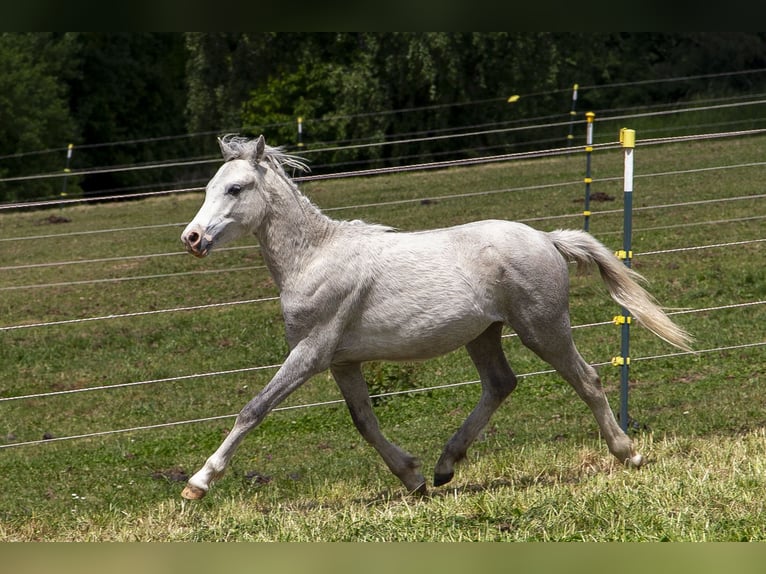 Welsh-B Stallone 2 Anni Grigio in Wörth an der Donau