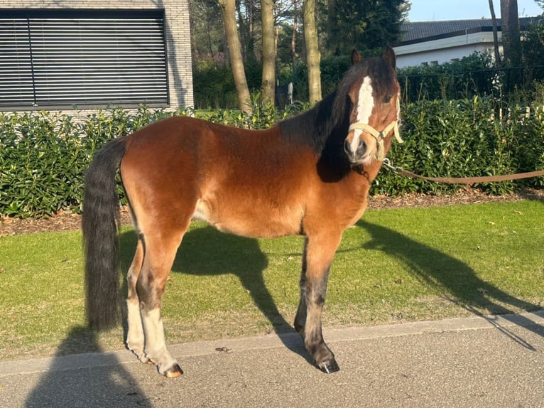 Welsh-B Stallone 3 Anni 118 cm Baio in Neerpelt