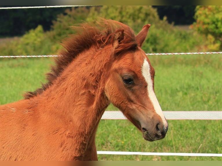 Welsh-B Stallone 3 Anni 127 cm Sauro in Dischingen