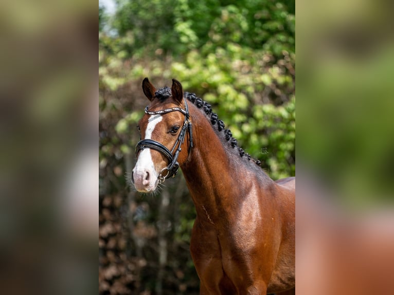 Welsh-B Stallone 3 Anni 134 cm Baio in Oirschot
