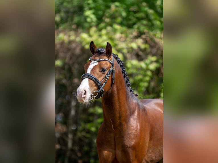 Welsh-B Stallone 3 Anni 134 cm Baio in Oirschot