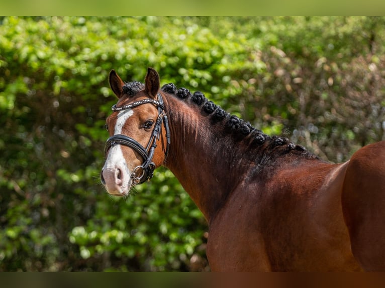 Welsh-B Stallone 3 Anni 134 cm Baio in Oirschot