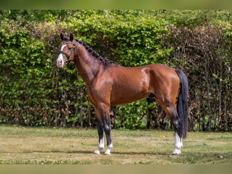 Welsh-B Stallone 3 Anni 134 cm Baio in Oirschot