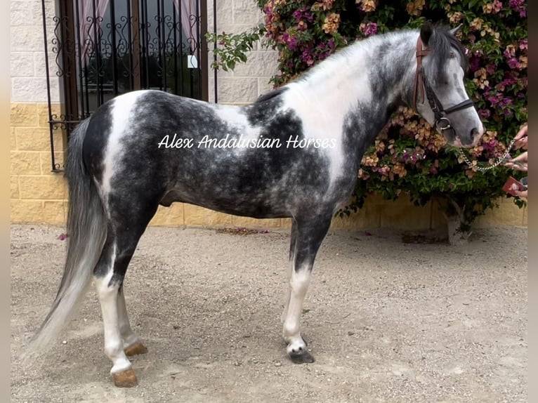 Welsh-B Stallone 4 Anni 113 cm Pezzato in Sevilla