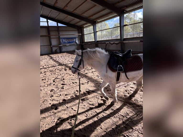 Welsh-B Mix Stallone 4 Anni 120 cm Bianco in Nienborstel