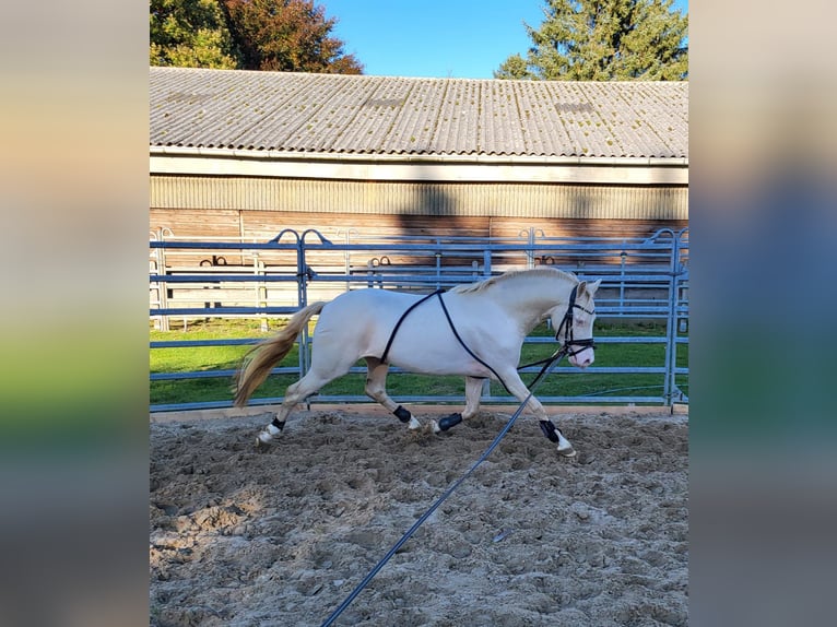 Welsh-B Stallone 4 Anni 130 cm Cremello in Christinenthal