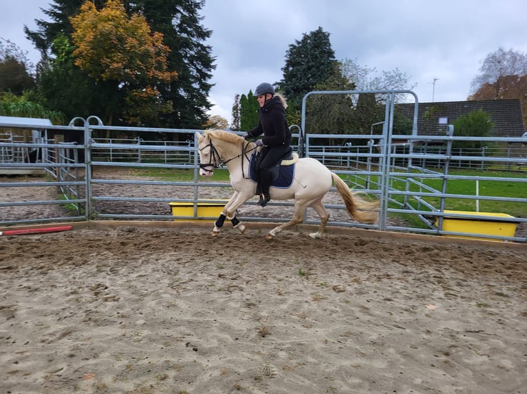 Welsh-B Stallone 4 Anni 130 cm Cremello in Christinenthal