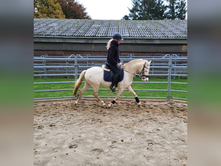 Welsh-B Stallone 4 Anni 130 cm Cremello in Christinenthal