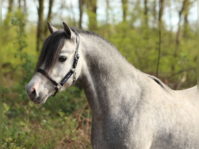 Welsh-B Stallone 5 Anni 124 cm Grigio in Aalten