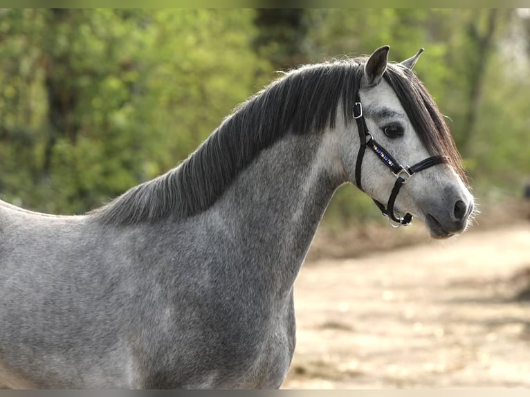 Welsh-B Stallone 5 Anni 124 cm Grigio in Aalten