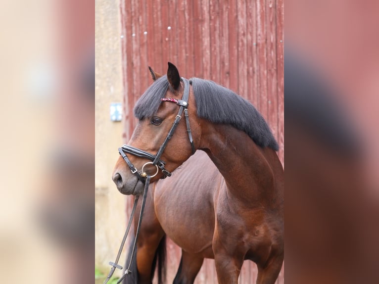 Welsh-B Stallone 5 Anni 136 cm Baio scuro in Groß Twülpstedt