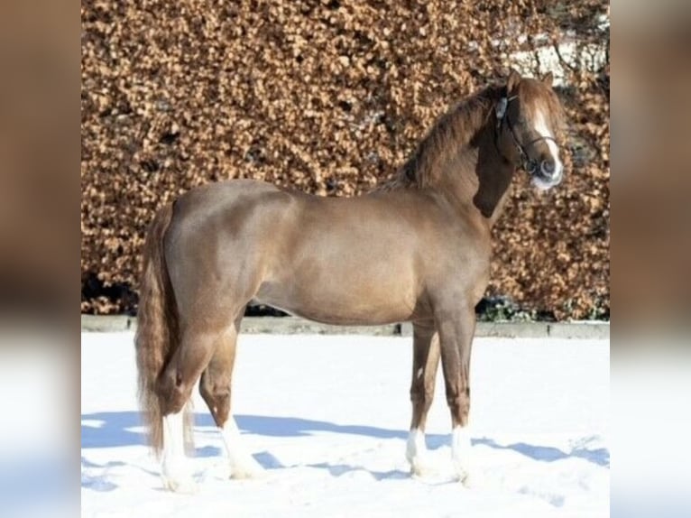 Welsh-B Stallone 6 Anni 133 cm Sauro scuro in Wittmund Ardorf