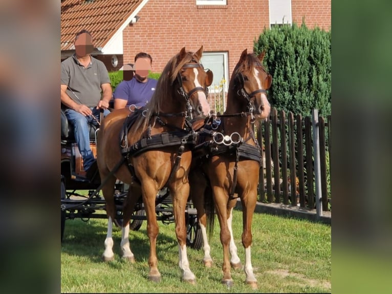 Welsh-B Stallone 6 Anni 139 cm Sauro in Berlin