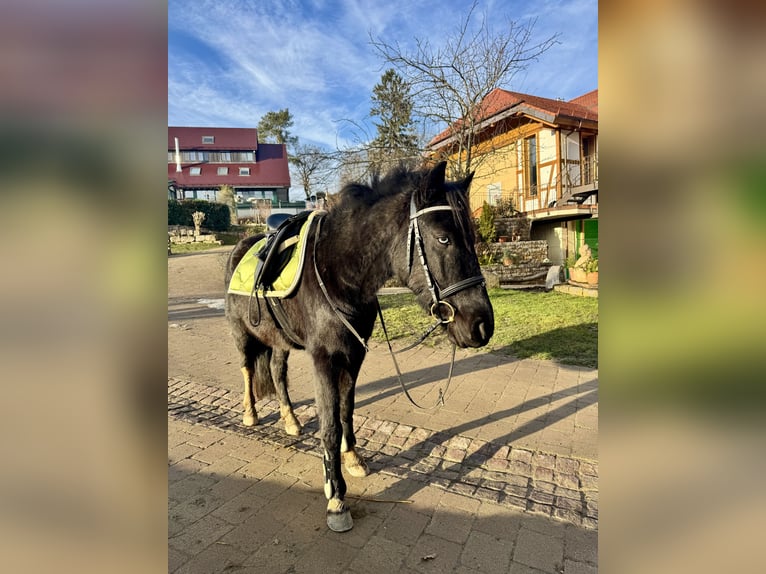 Welsh-B Mix Stallone 7 Anni 137 cm Morello in GaienhofenGaienhofen