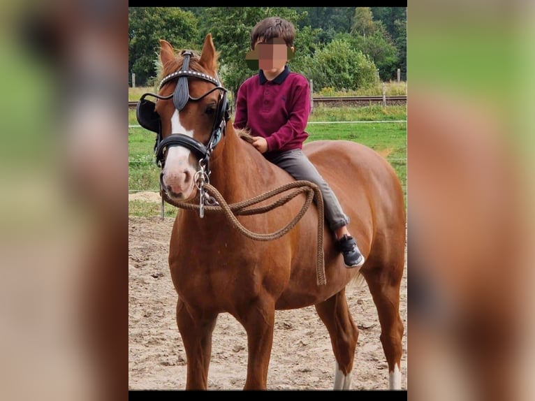 Welsh-B Stallone 7 Anni 139 cm Sauro in Berlin