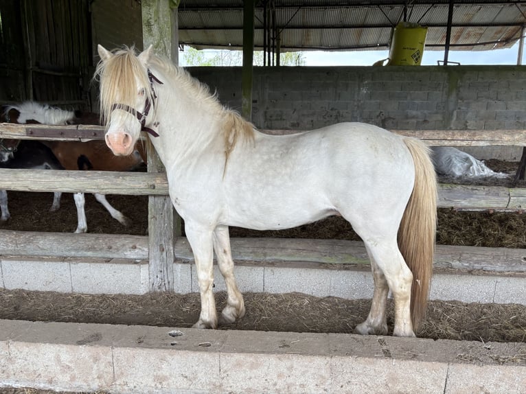 Welsh-B Stallone 8 Anni 124 cm Perlino in Vallons de l’Erdre