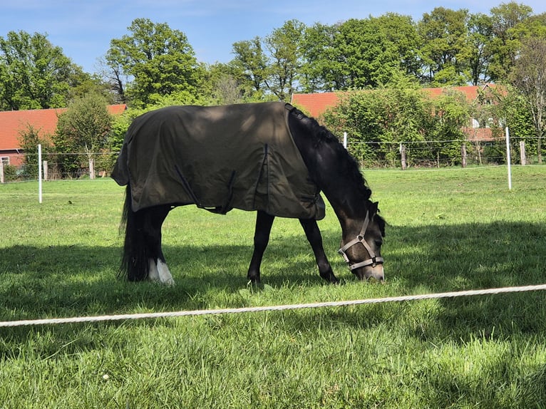 Welsh-B Stallone 9 Anni 144 cm Pelle di daino in Velen