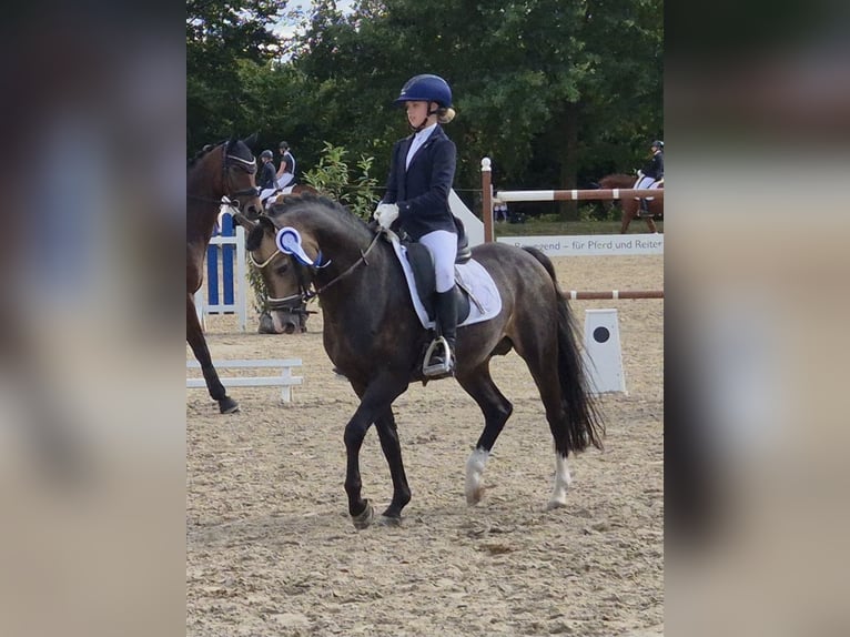 Welsh-B Stallone 9 Anni 144 cm Pelle di daino in Velen