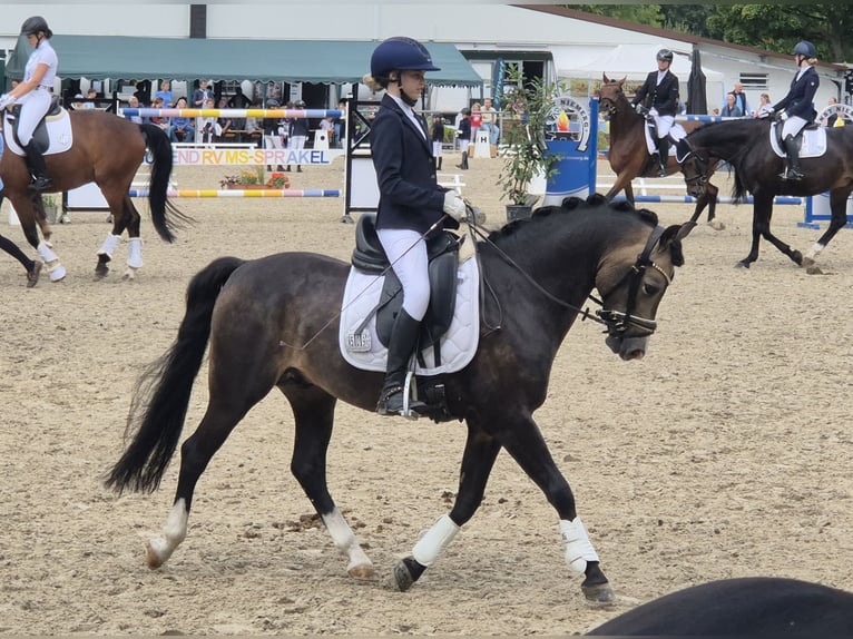 Welsh-B Stallone 9 Anni 144 cm Pelle di daino in Velen