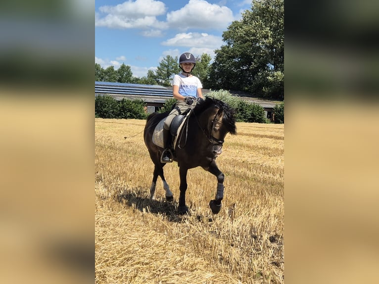 Welsh-B Stallone 9 Anni 144 cm Pelle di daino in Velen