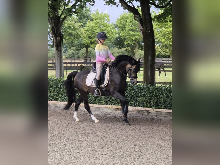 Welsh-B Stallone 9 Anni 144 cm Pelle di daino in Velen