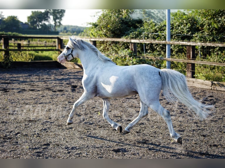 Welsh-B Stallone Grigio in Meerbusch