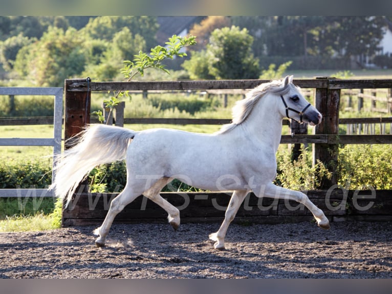 Welsh-B Stallone Grigio in Meerbusch