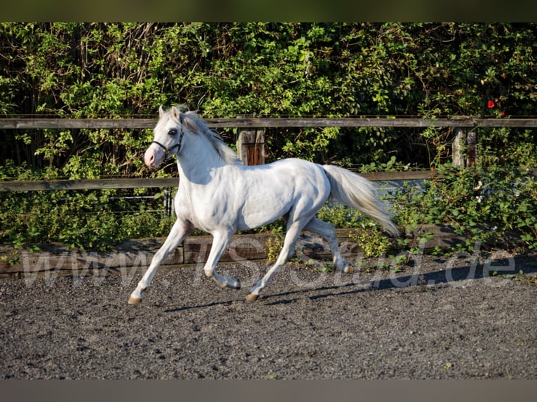 Welsh-B Stallone Grigio in Meerbusch