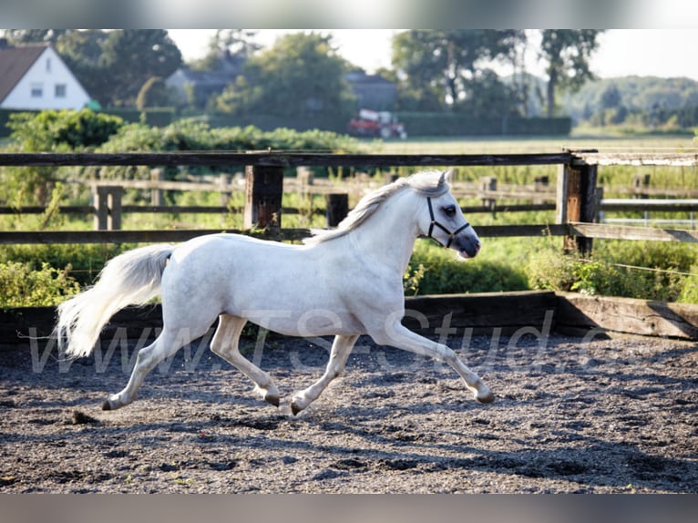 Welsh-B Stallone Grigio in Meerbusch
