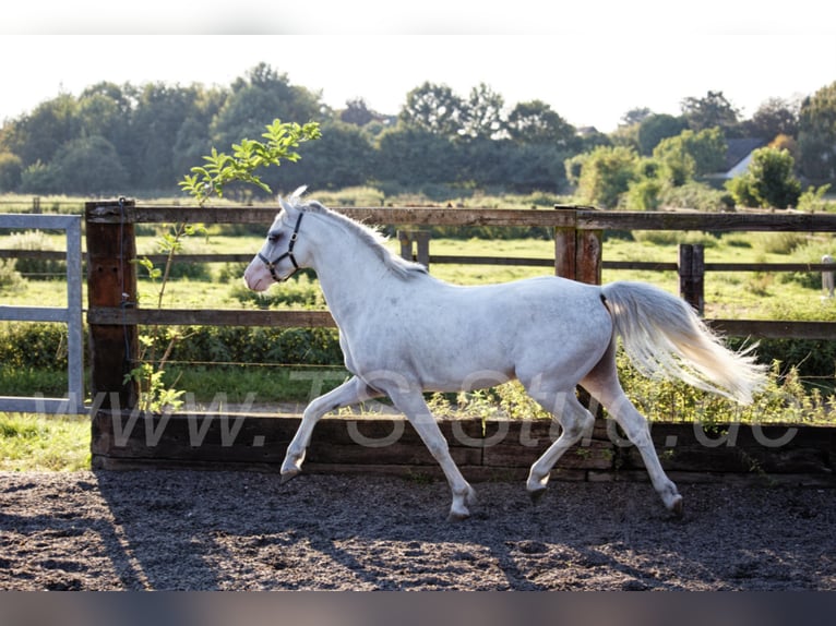 Welsh-B Stallone Grigio in Meerbusch