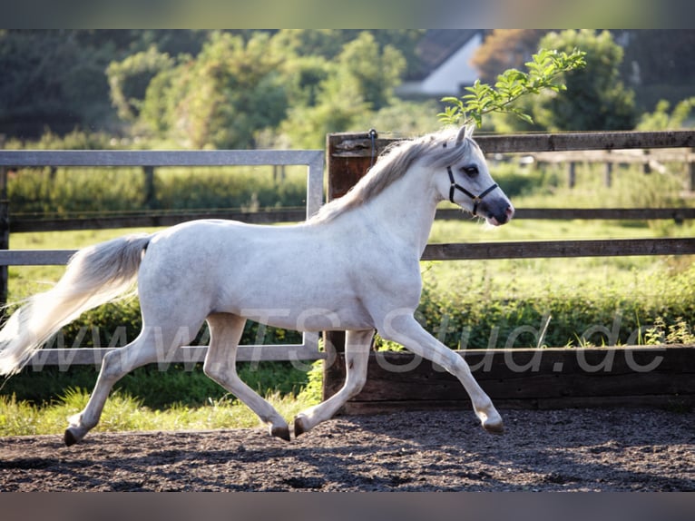 Welsh-B Stallone Grigio in Meerbusch