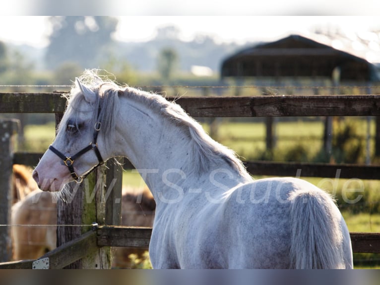 Welsh-B Stallone Grigio in Meerbusch
